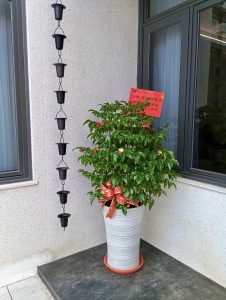 重逢的祝福 · 花芊歲故事